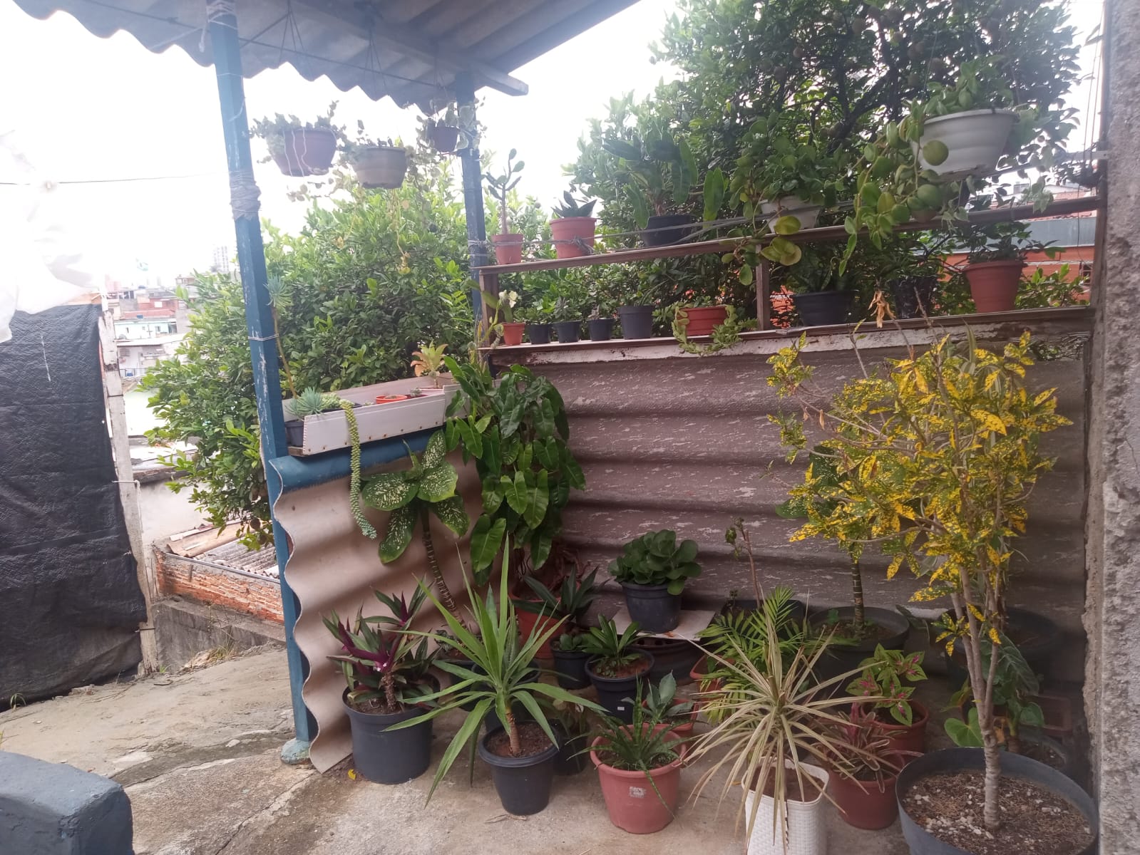 Jardim de varanda com plantas em vasos