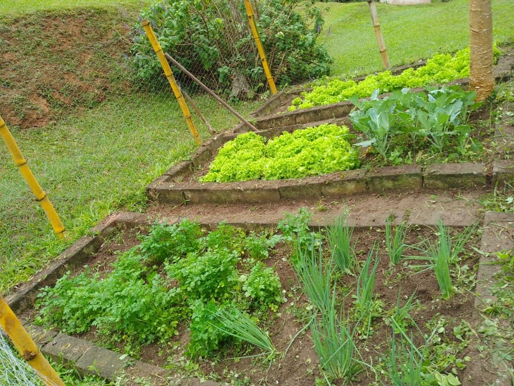 Horta em canteiros dentro da chácara