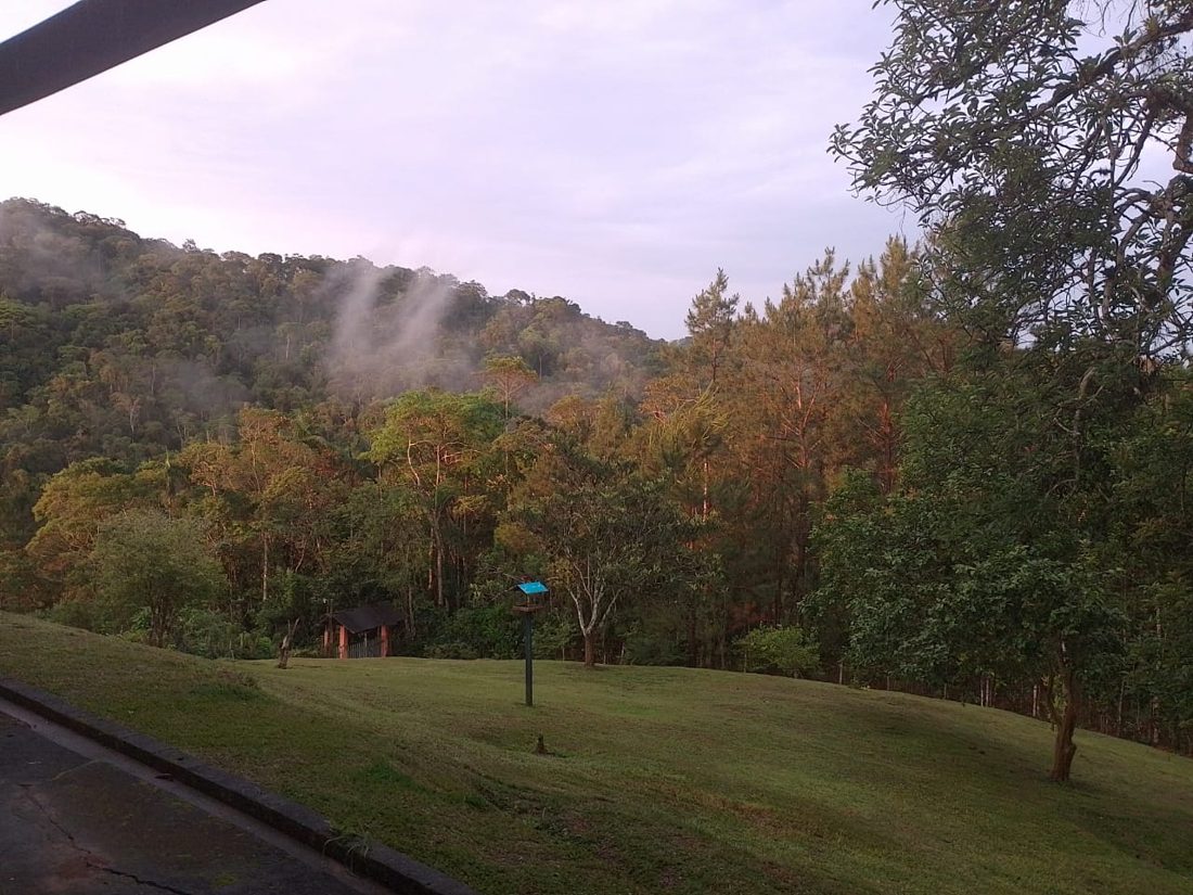 Gramado do terreno com a mata ao fundo