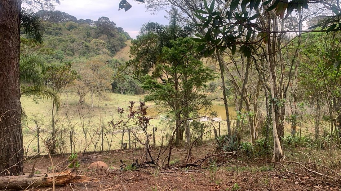 Vegetação do terreno, com o vale ao fundo