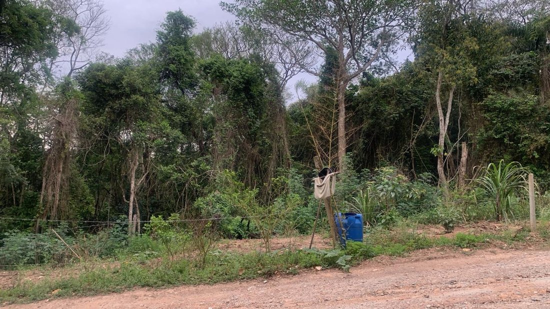 Mata nativa dentro da área