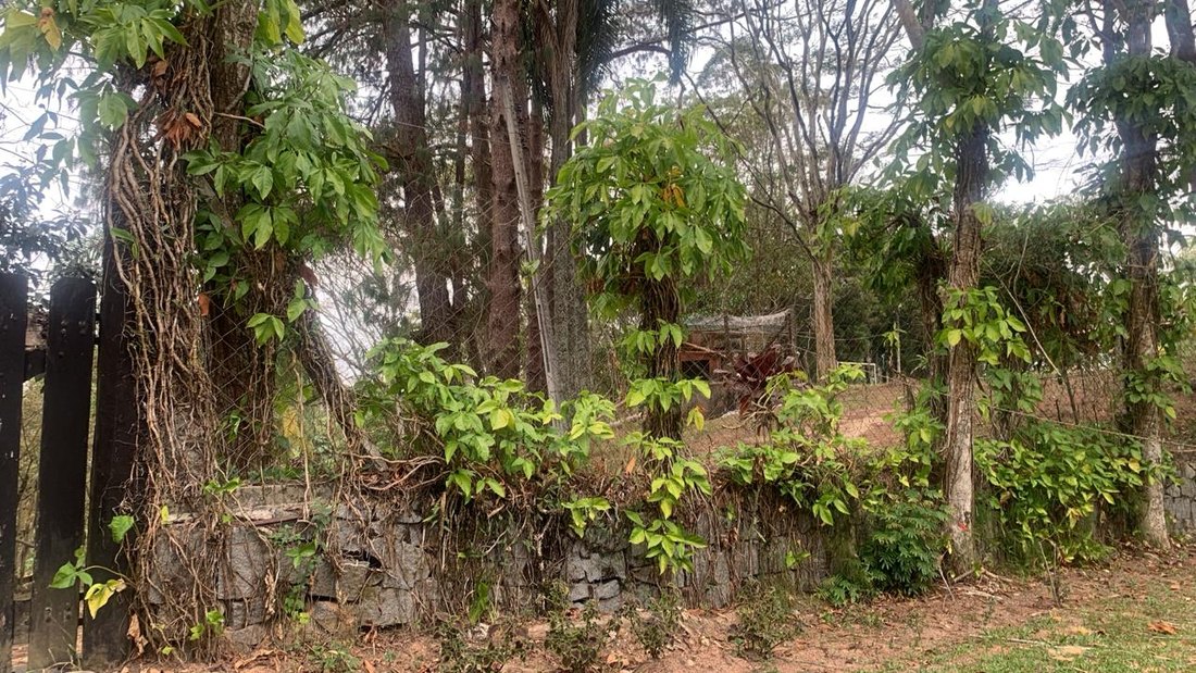 Muro de pedra tomado pela vegetação