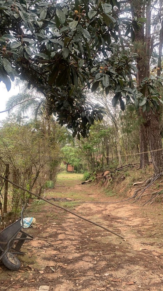 Caminho interno de terra entre as árvores